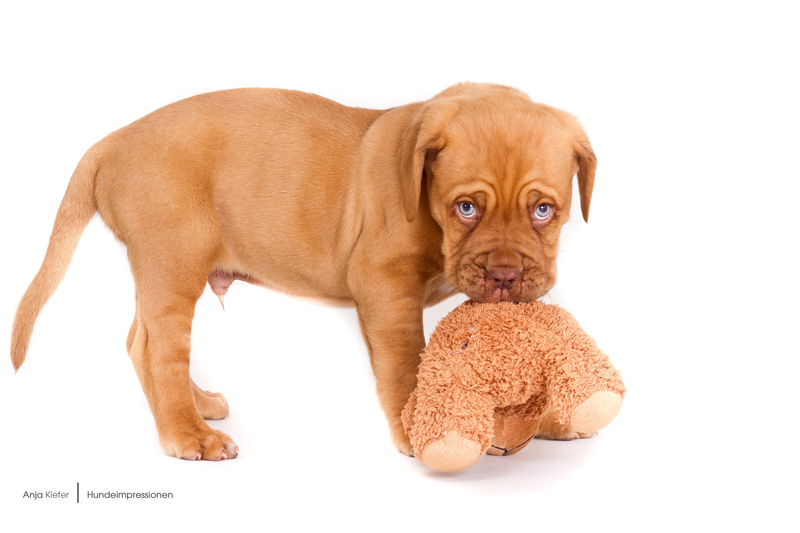 der Teddy hat angefangen!