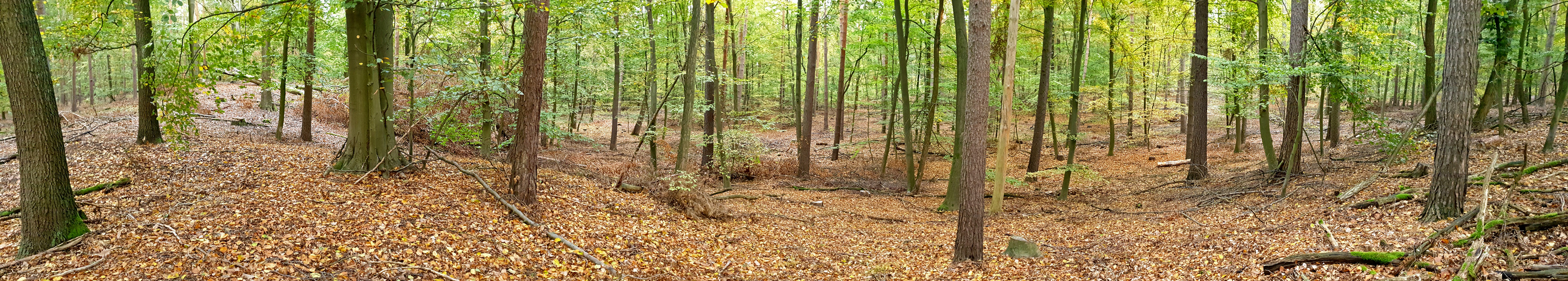 Der Tegeler Forst im Herbstkleid