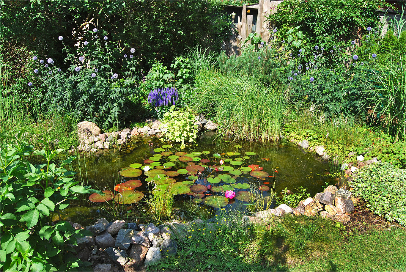 der Teich Foto & Bild natur, landschaft, pflanzen Bilder auf