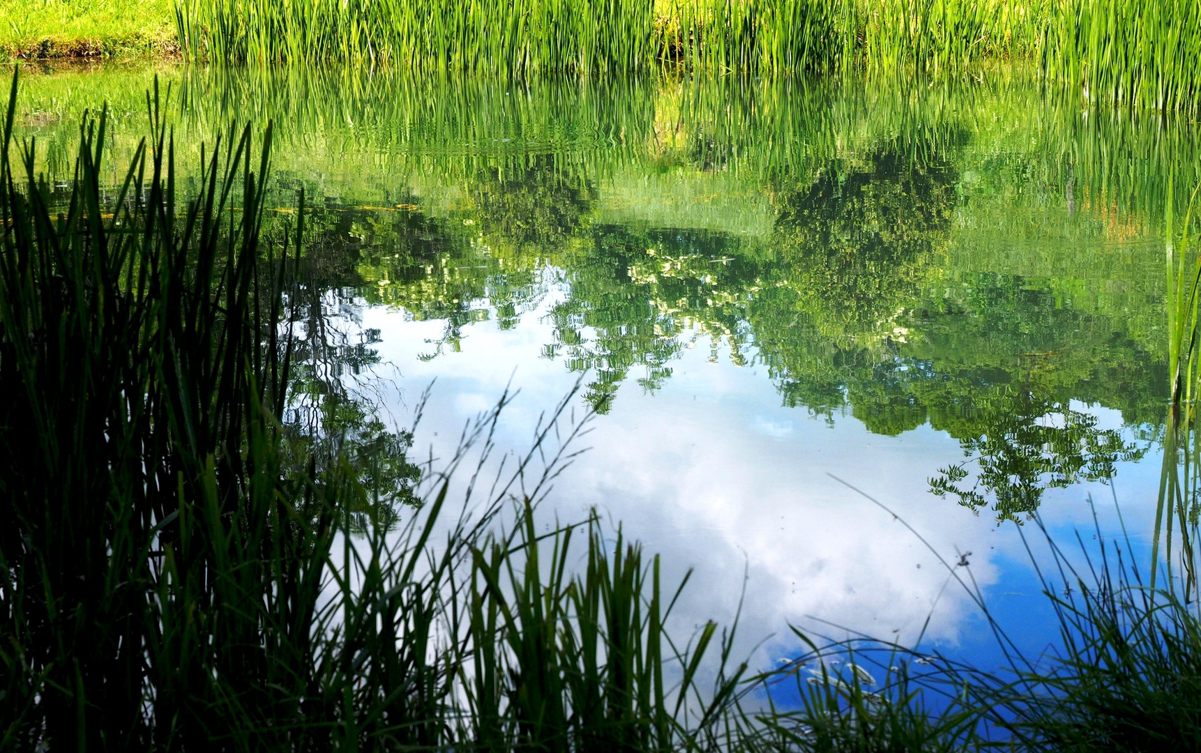 Der Teich als Spiegel Foto & Bild landschaft, lebensräume, projekte