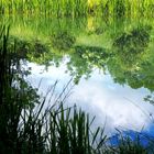 Der Teich als Spiegel