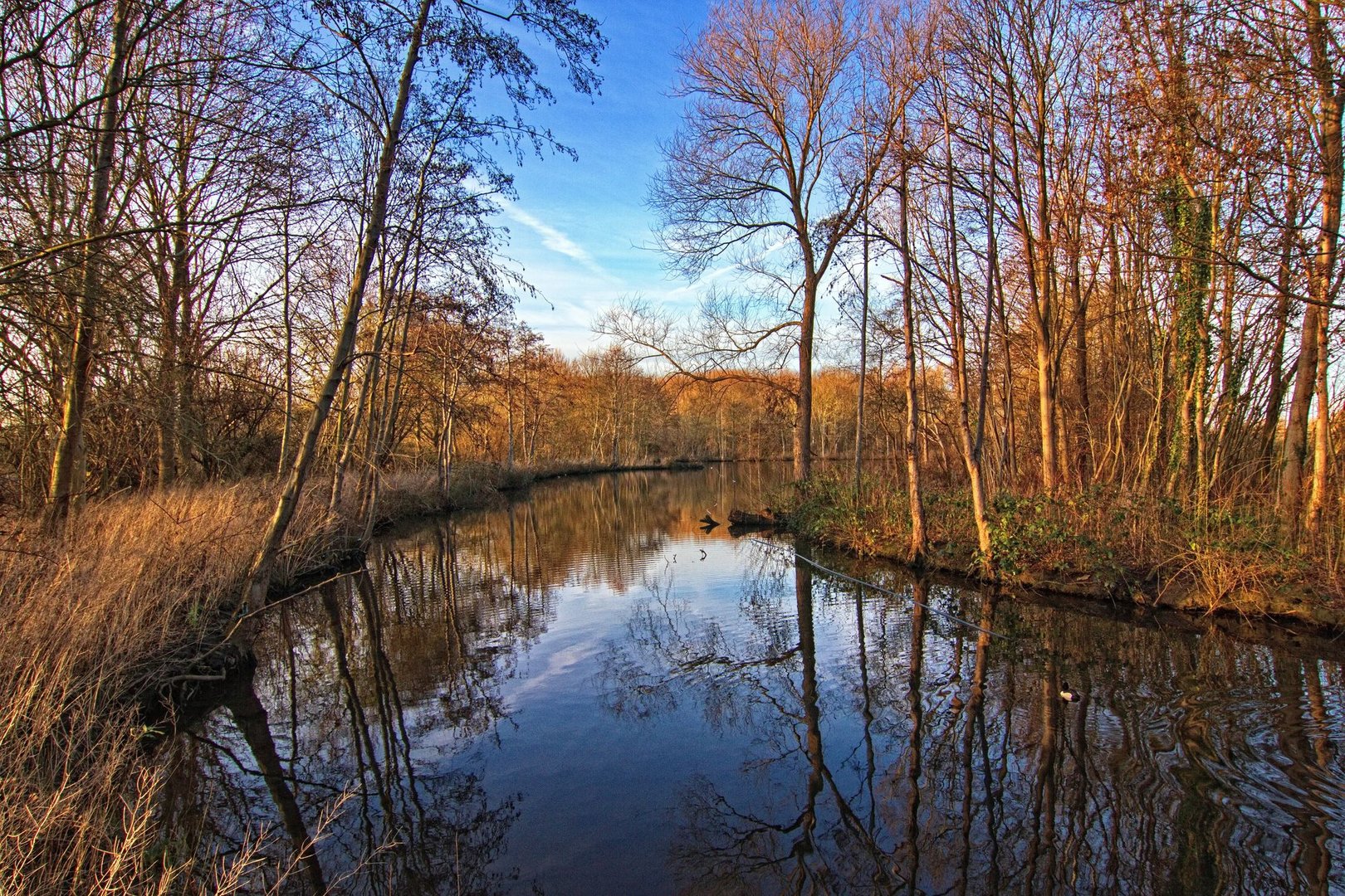 Der Teich an der Rosenaue