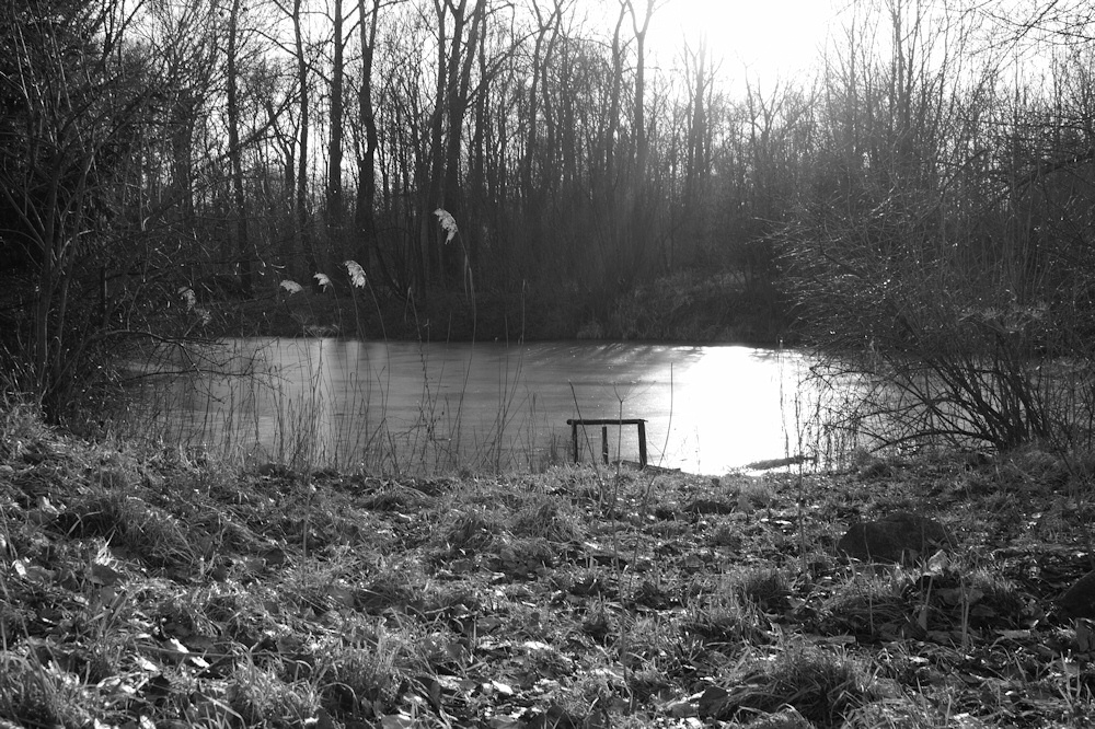 der Teich im Frühling