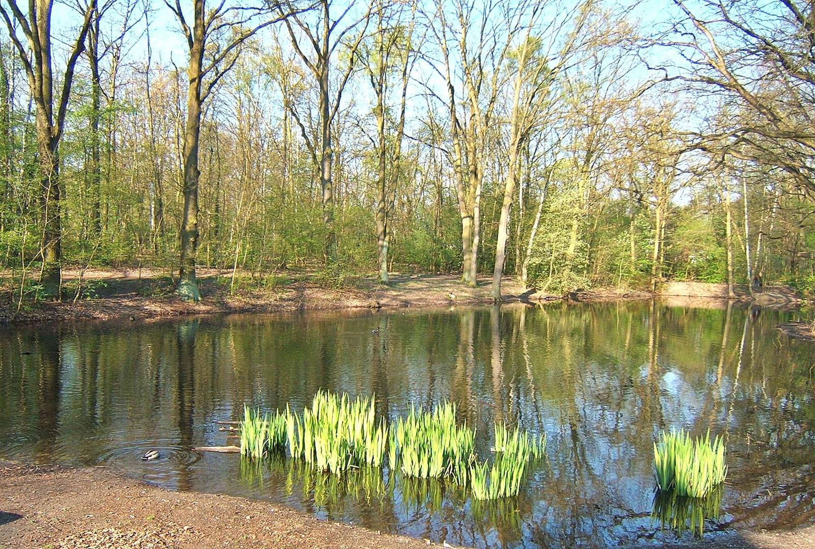 der Teich im Frühling