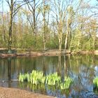 der Teich im Frühling