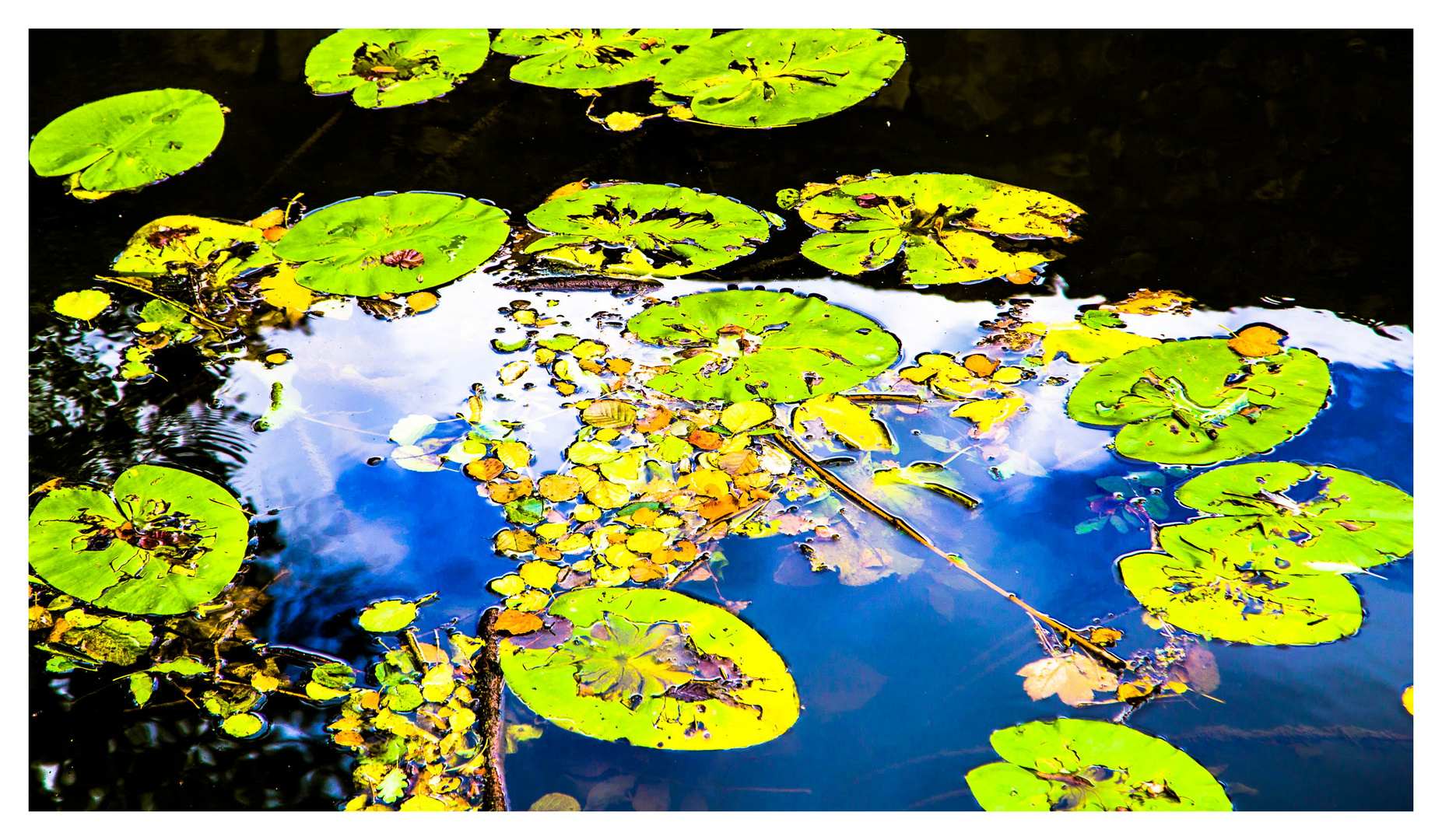 Der Teich im Herbst Foto & Bild wasser, teich, natur Bilder auf
