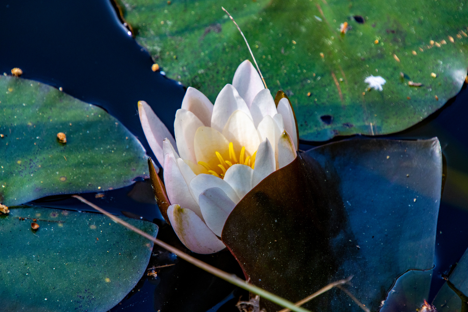Der Teich im Wald Foto & Bild pflanzen, pilze & flechten, landschaft