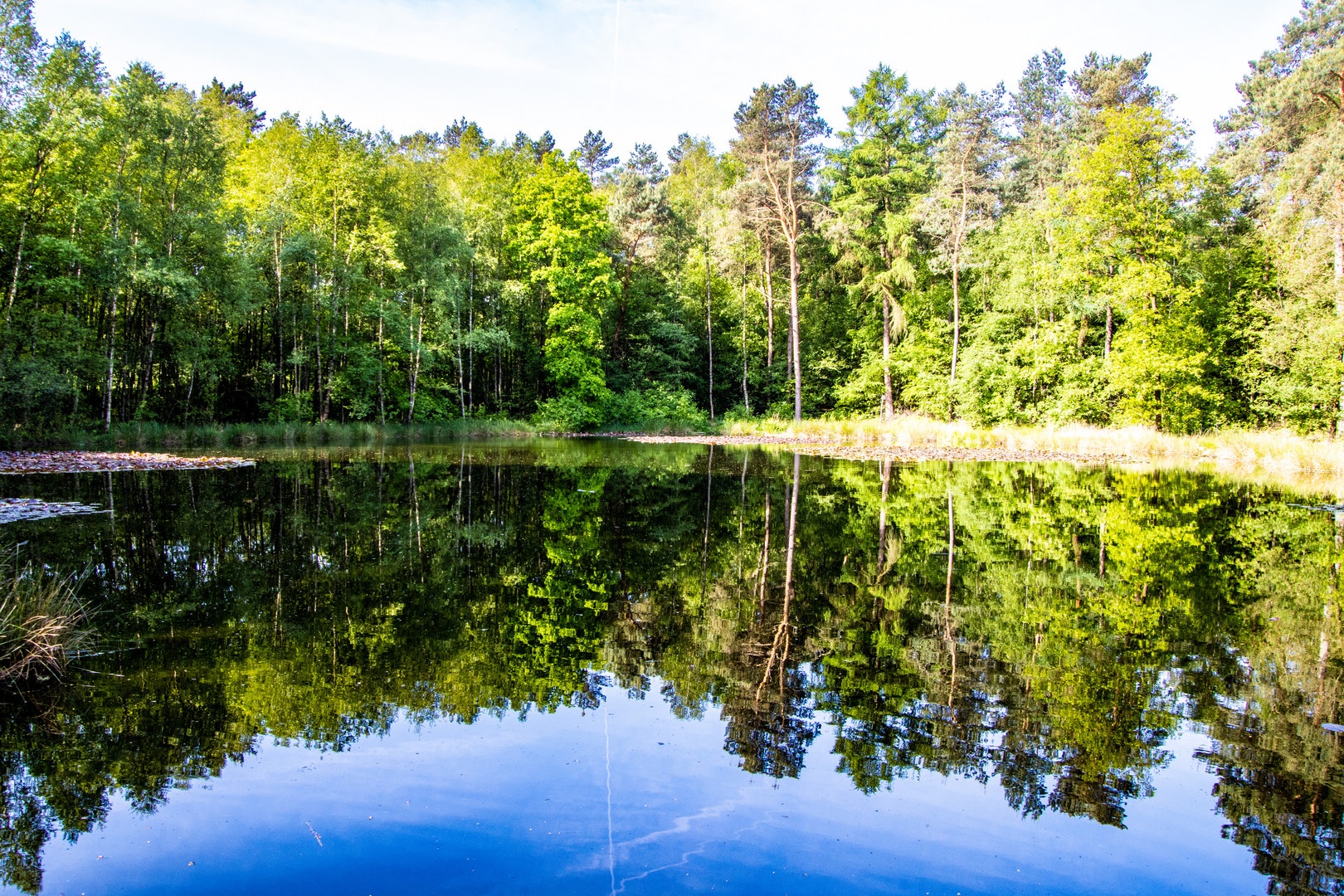 Der Teich im Wald