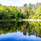 Der Teich im Wald