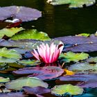 Der Teich im Wald