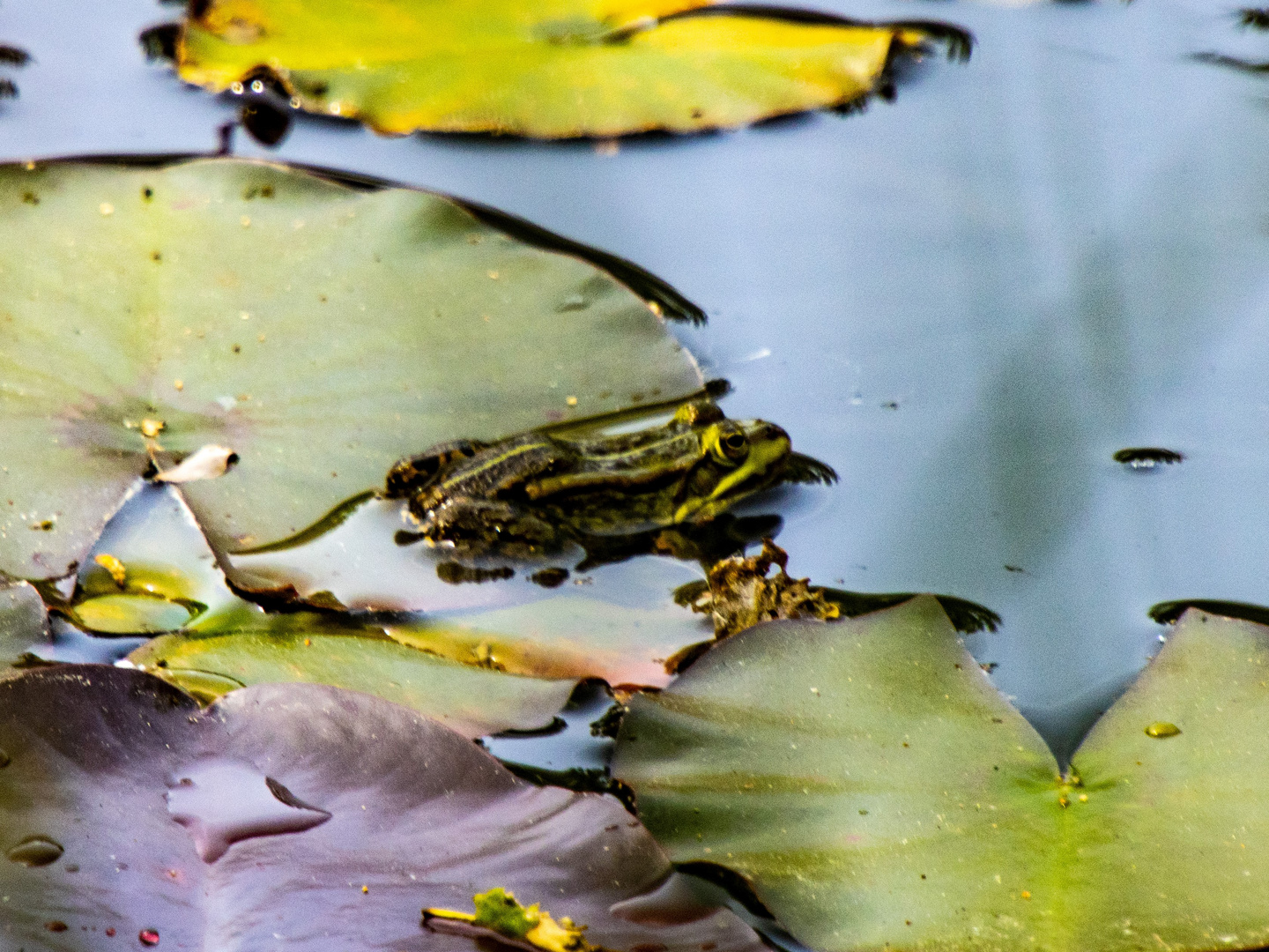 Der Teich im Wald