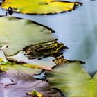 Der Teich im Wald