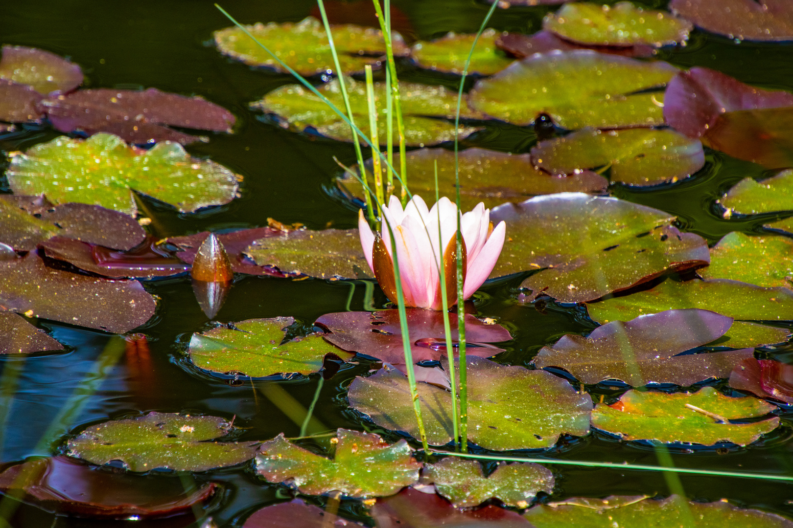 Der Teich im Wald