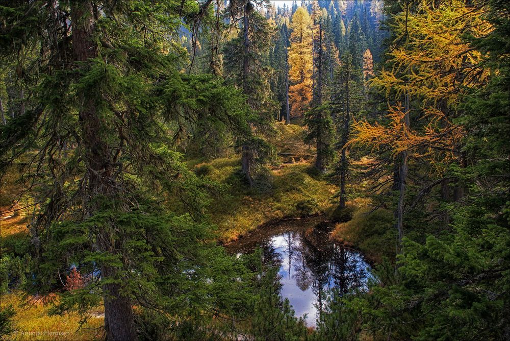 Der Teich im Wald Foto & Bild world, wald, outdoor Bilder auf