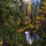 Der Teich im Wald