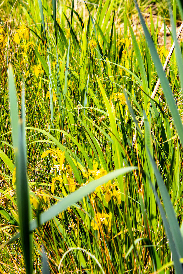 Der Teich im Wald