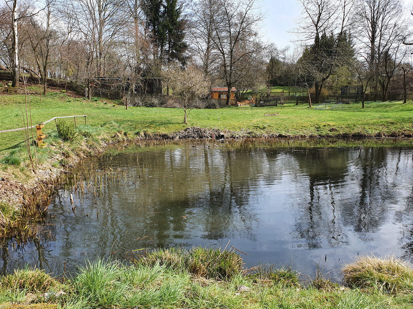 Der Teich in Lobsdorf