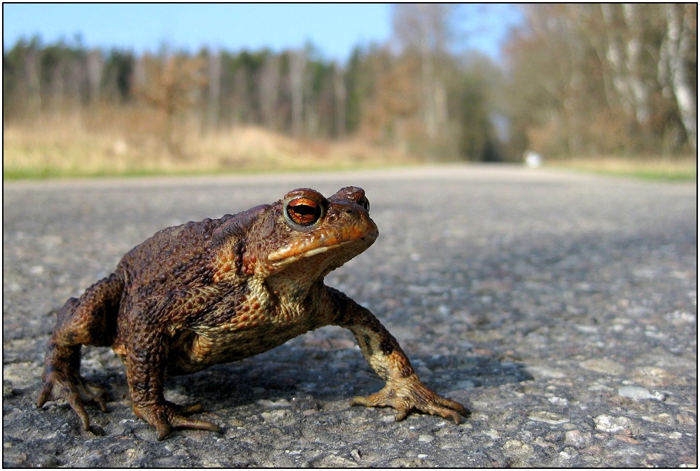 der Teich ist das Ziel