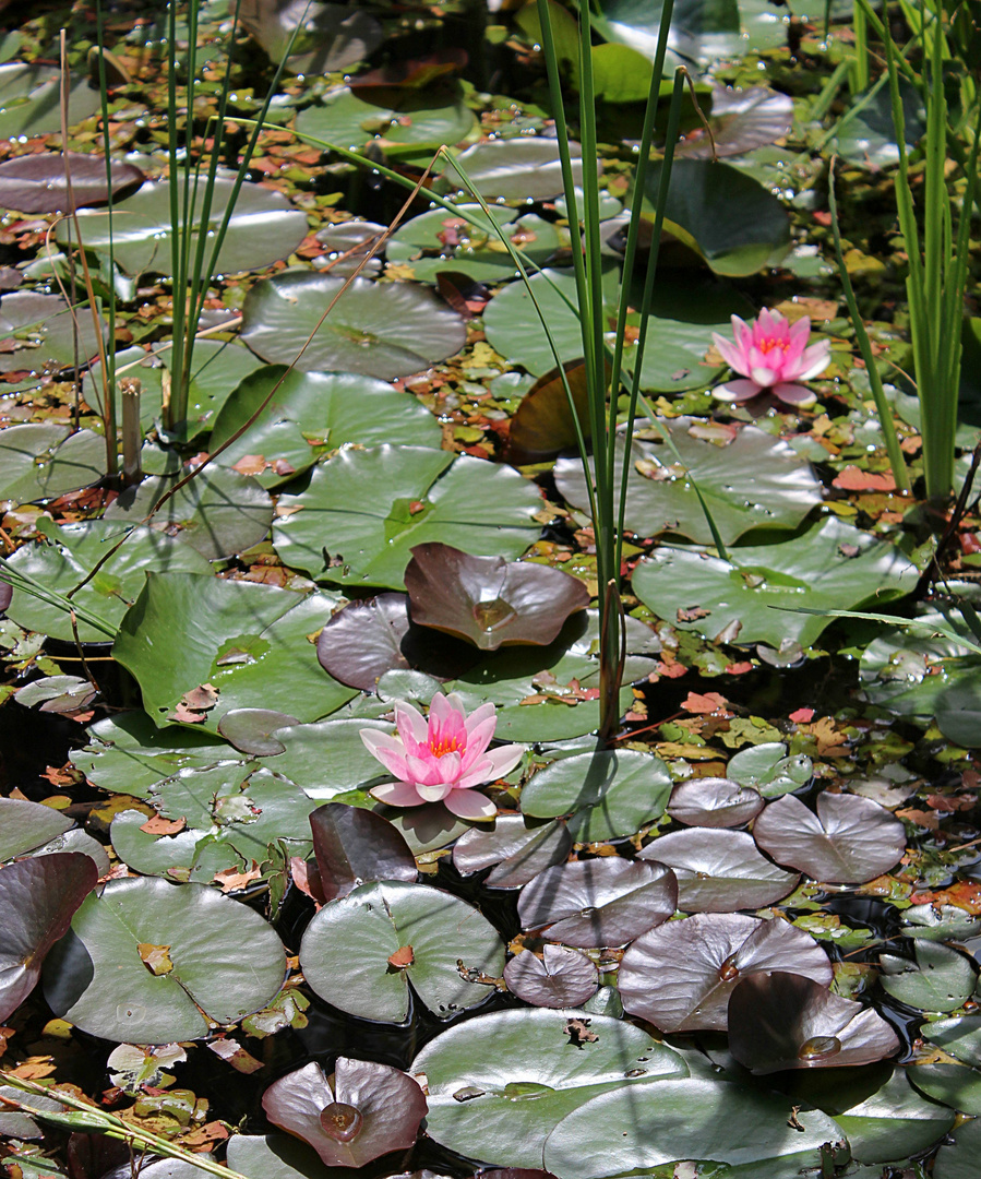 Der Teich ist gedeckt ...