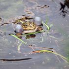 Der Teich ist mein Reich