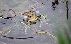 Der Teich ist mein Reich