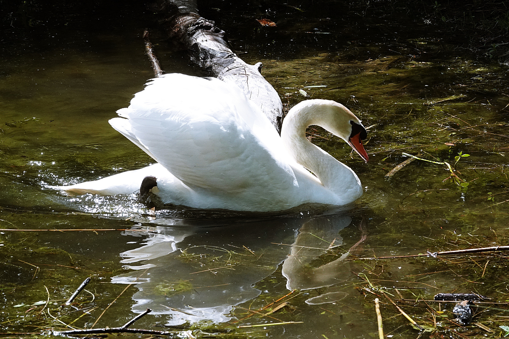 der Teich spiegelt ihn wider