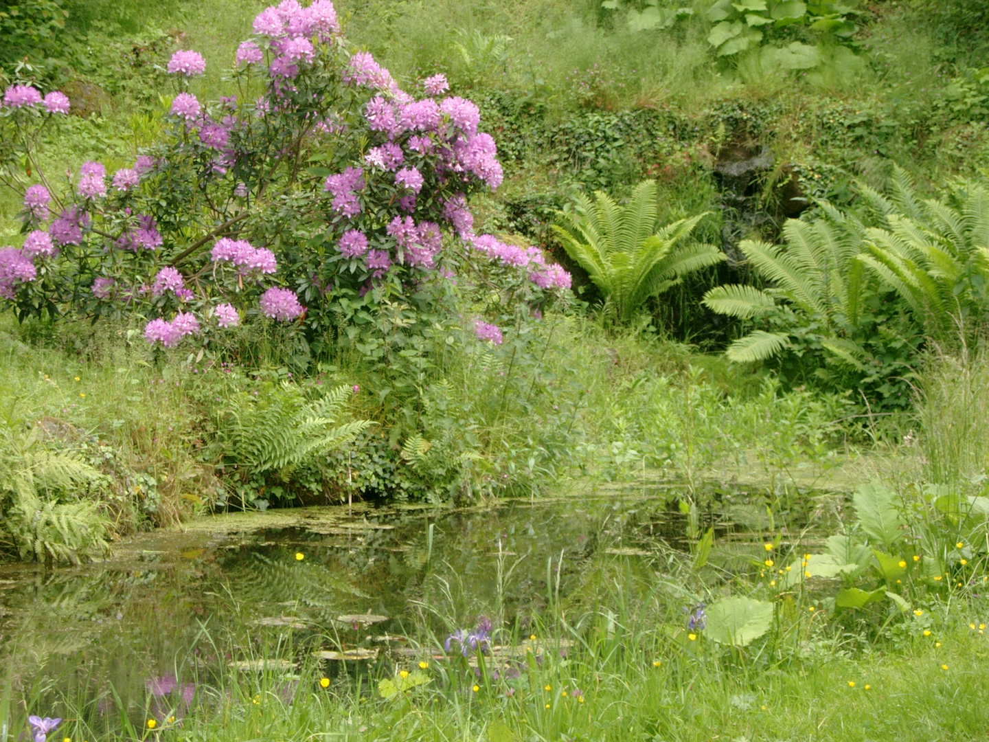 Der Teich von Monet