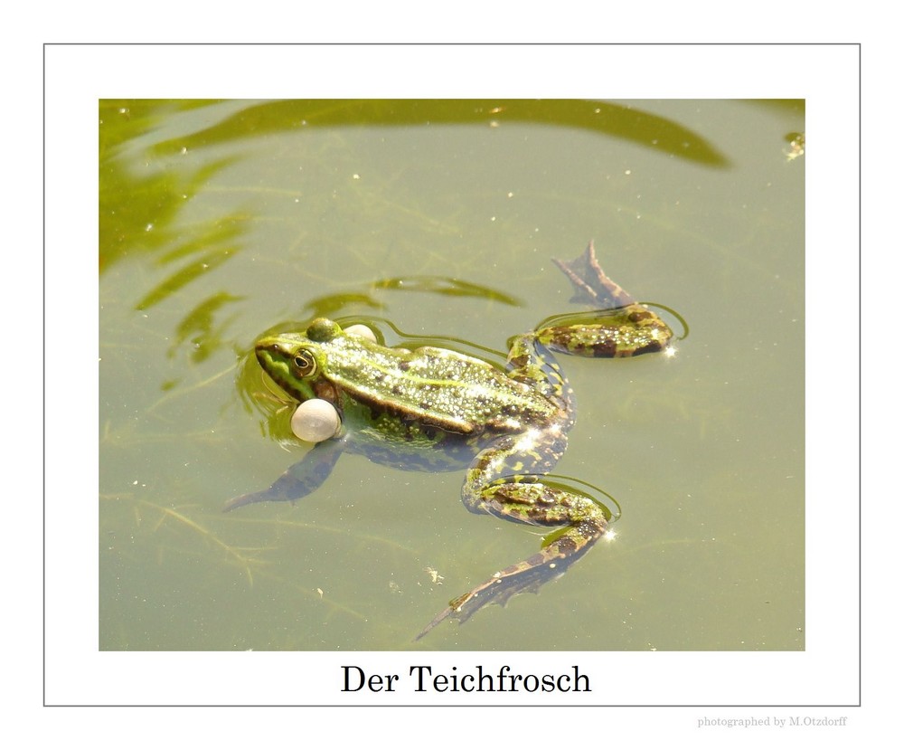 Der Teichfrosch