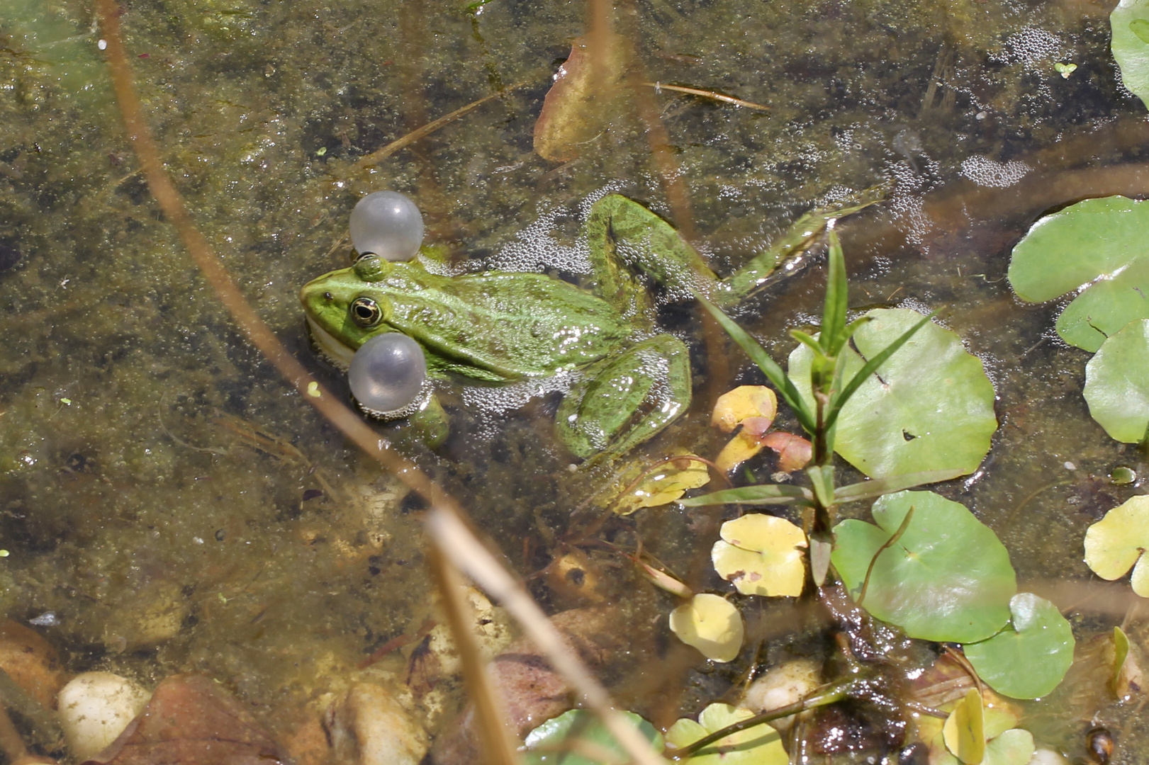 Der Teichfrosch