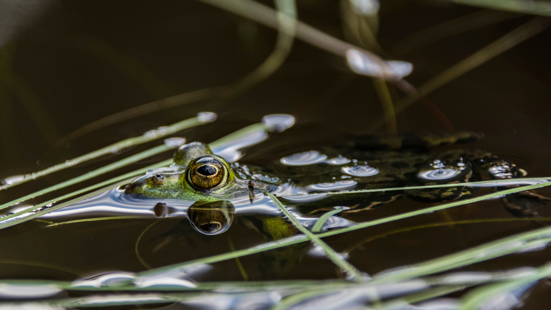 Der Teichfrosch