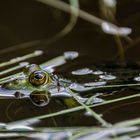 Der Teichfrosch