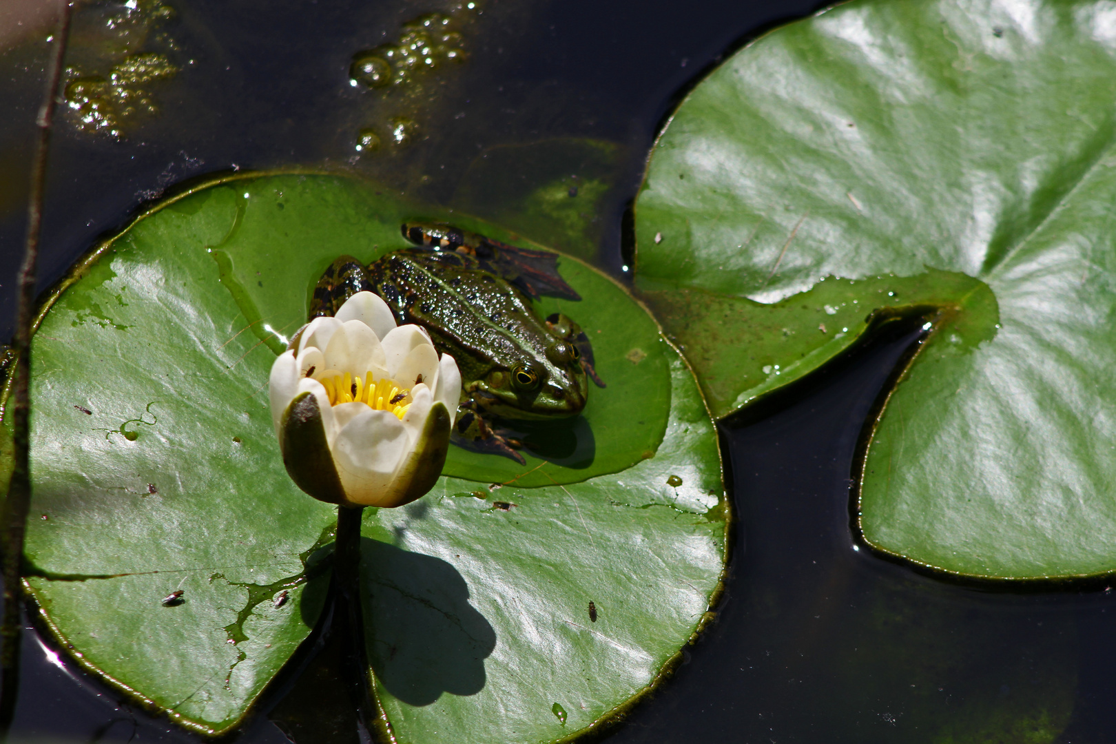 Der Teichfrosch...