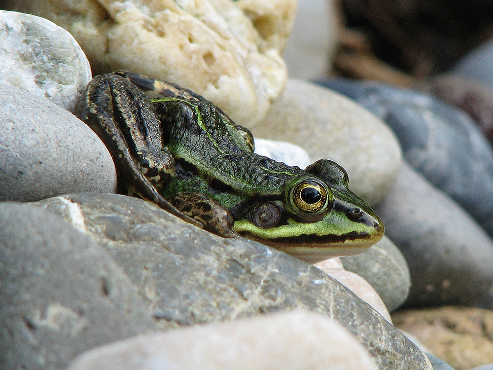 Der Teichfrosch