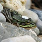 Der Teichfrosch