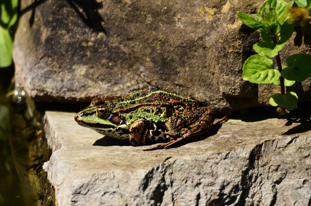 Der Teichfrosch in unserem Garten auf seiner Sonnenterrasse