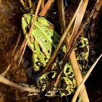 Der Teichfrosch (Rana esculenta) im Versteck