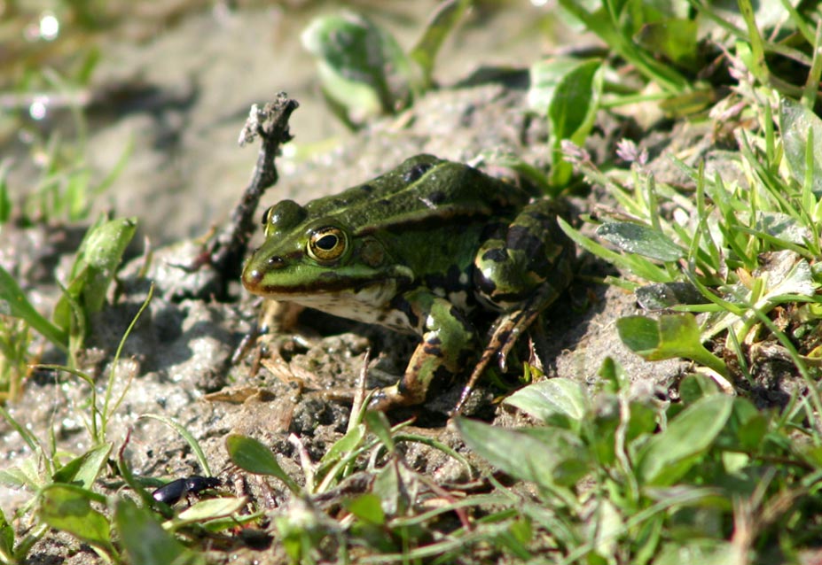 Der Teichfrosch, Rana kl. esculenta Linnaeus