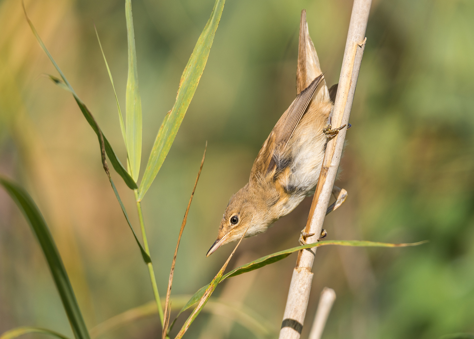 Der Teichrohrsänger (Acrocephalus scirpaceus)