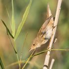 Der Teichrohrsänger (Acrocephalus scirpaceus)