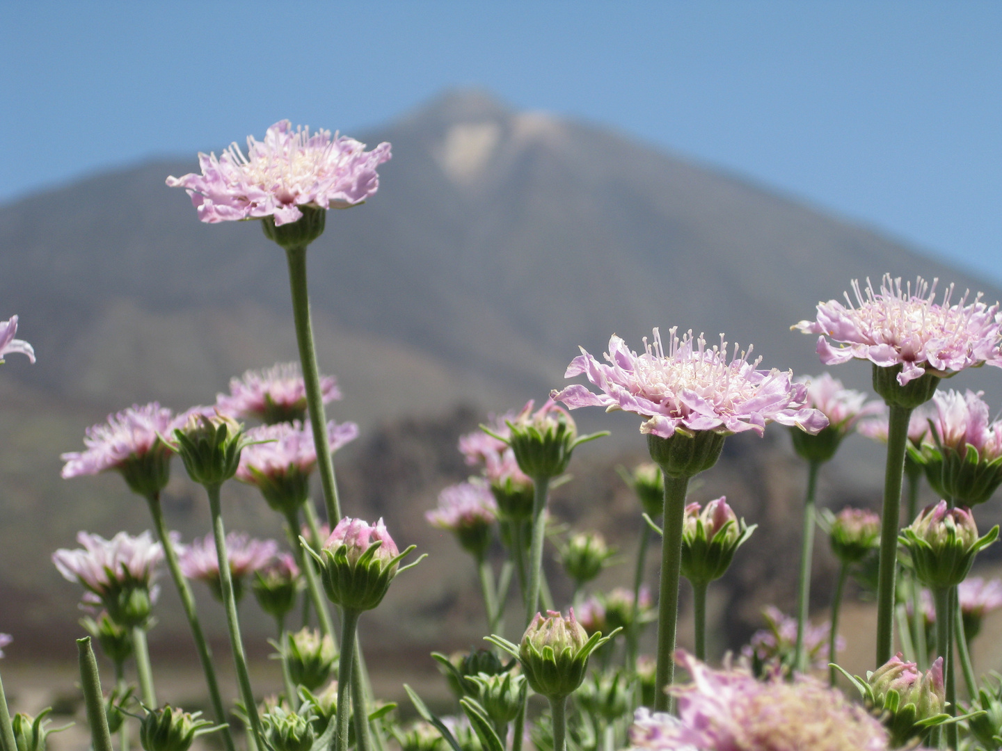 der Teide