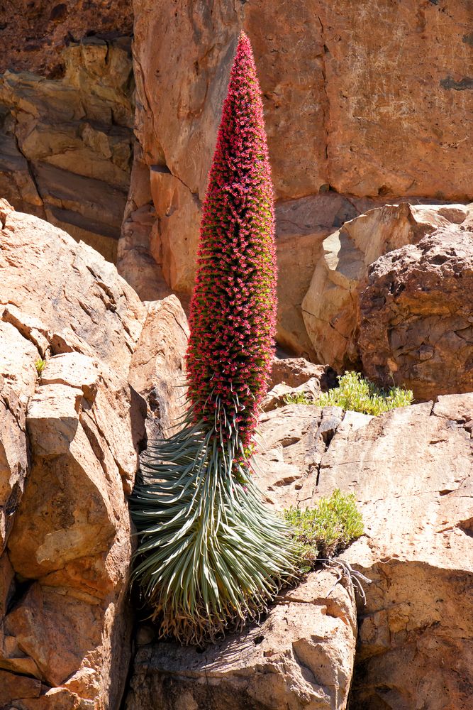 Der Teide Natternkopf