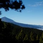 Der Teide und der Esperanzawald