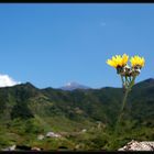 Der Teide und der Löwenzahn...