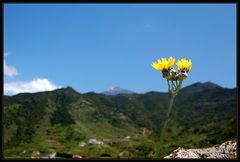 Der Teide und der Löwenzahn...