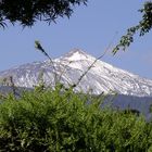 Der Teide vom Garten aus