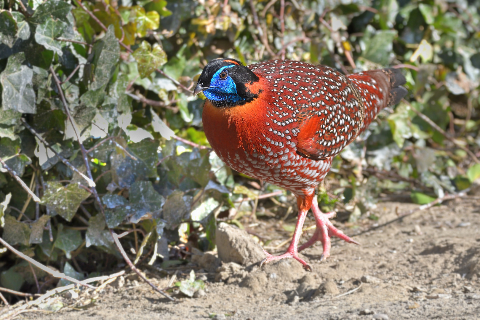 Der Temmincktragopan