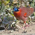 Der Temmincktragopan