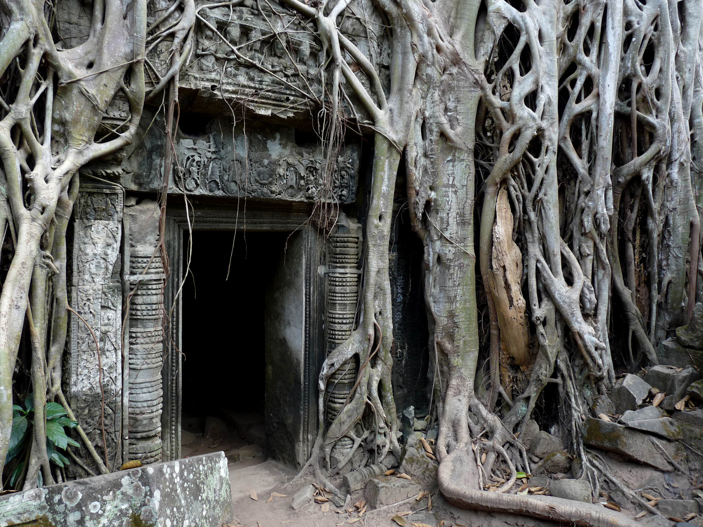 Der Tempel Ta Phrom