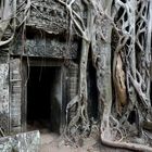 Der Tempel Ta Phrom