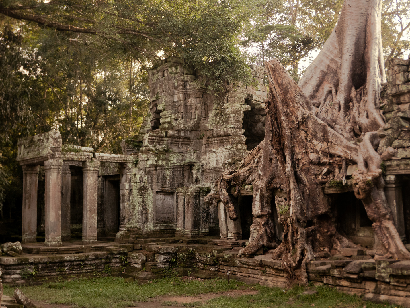 Der Tempel und die Feige